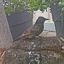 Red-vented Bulbul