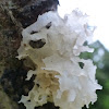 Jelly fungus