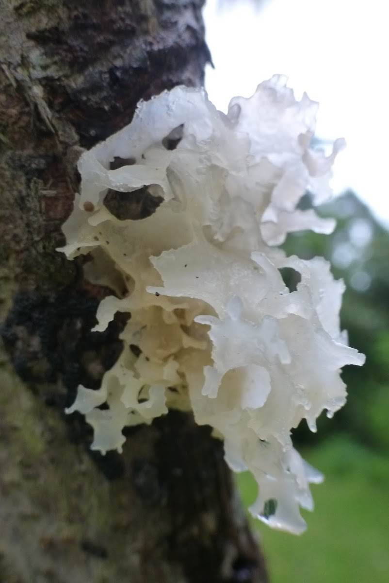 Jelly fungus