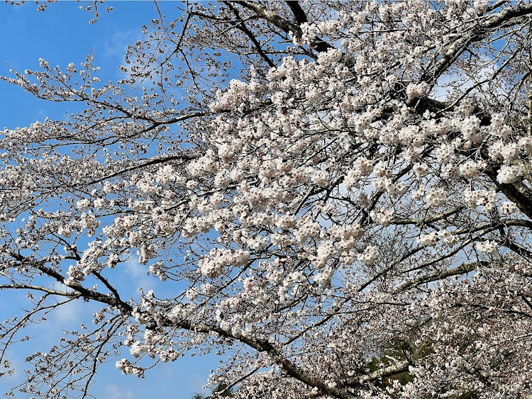 アルトワークスののどごえ公園・土師ダム・たい焼きよしお・もみじ弁当・安芸に関するカスタム事例の投稿画像5枚目