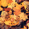 Item logo image for Autumn Theme