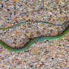 Paradise tree snake, paradise flying snake