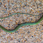 Paradise tree snake, paradise flying snake