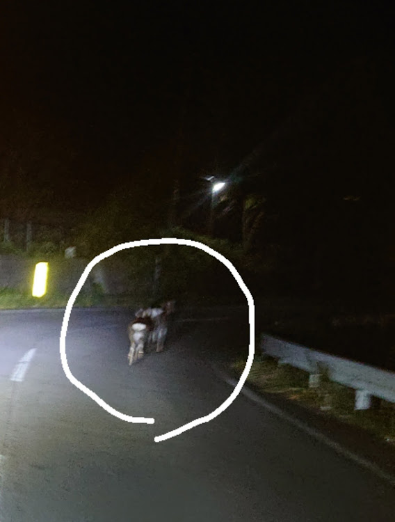 ノアの鹿と遭遇・函館に関するカスタム事例の投稿画像2枚目