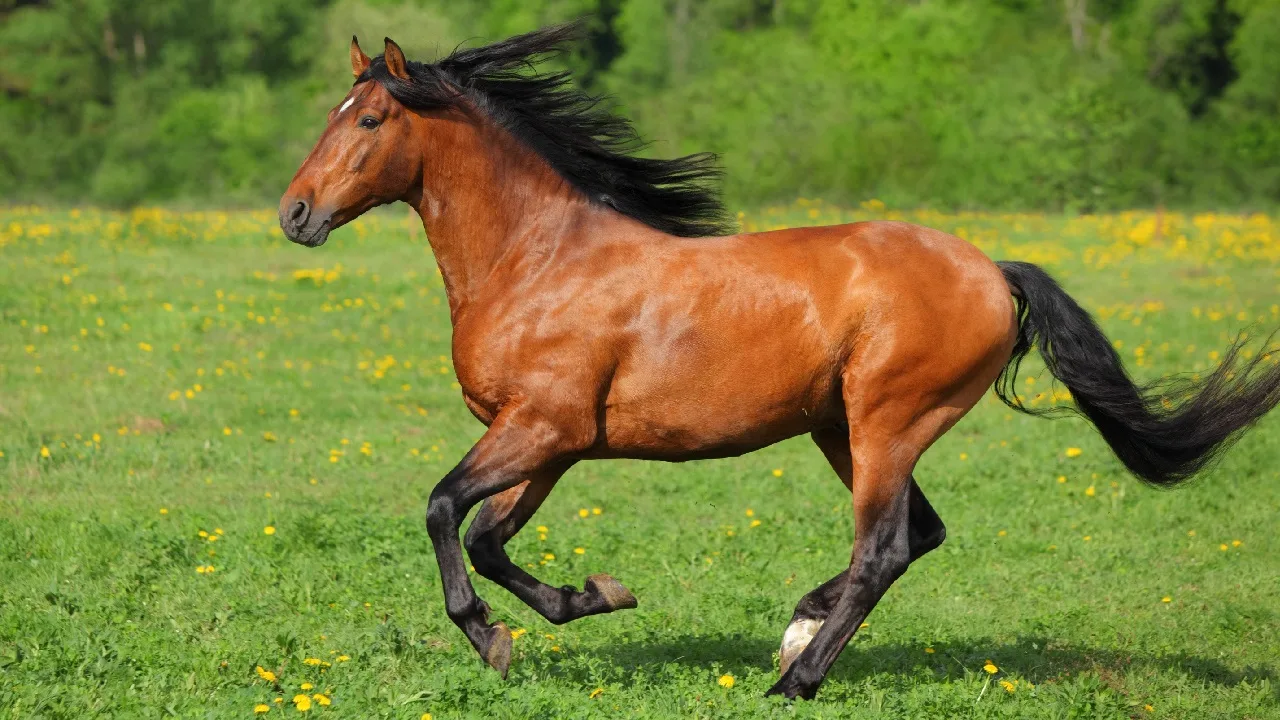  Ngựa (Horse)
