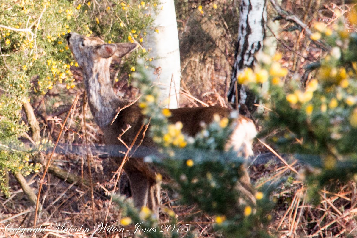 Red Deer