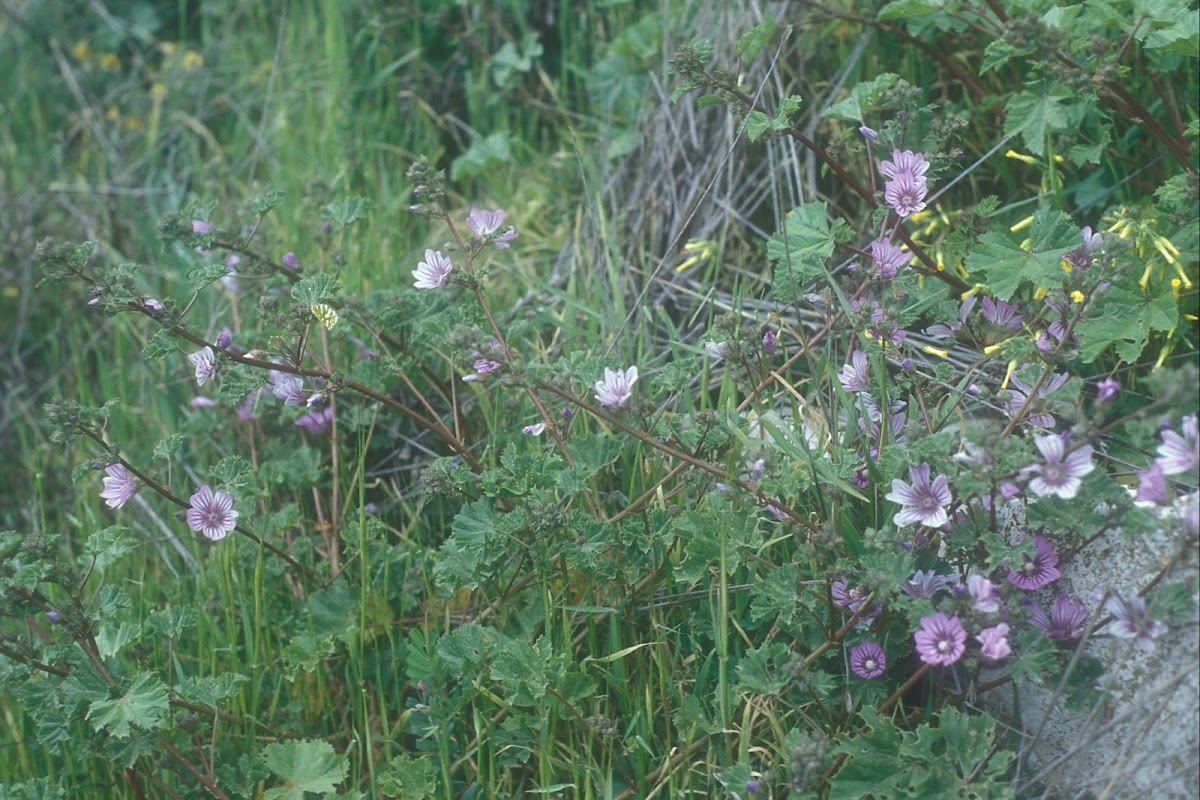 Malva sylvestris, Jerusalem (Herbs yielding seeds, עֵשֶׂב, χόρτος)