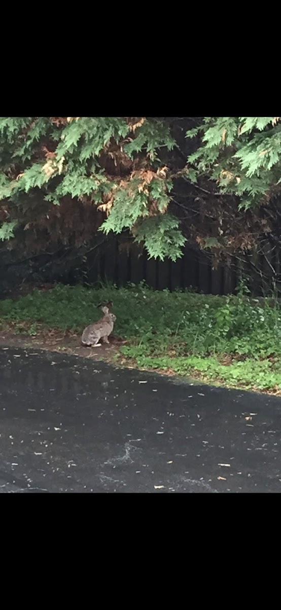 Eastern Cottontail Rabbit