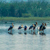 Painted Stork