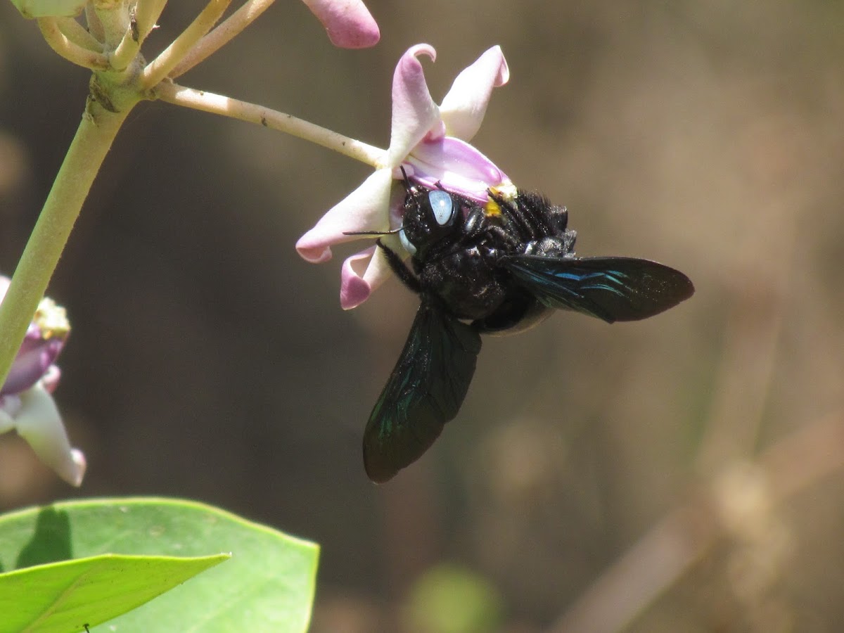 Violet Carpenter bee