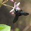 Violet Carpenter bee