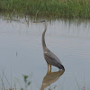 Great Blue Heron