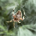 Hentz Orbweaver