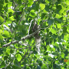 Bullock's Oriole Nest