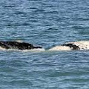 ballena franca austral