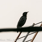 Spotless Starling; Estornino Negro