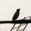 Spotless Starling; Estornino Negro