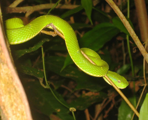 Pit viper Wallpapers HD FREE