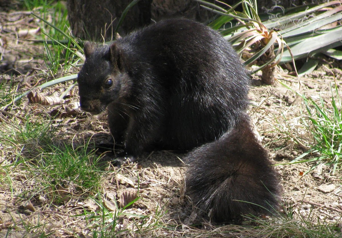 Eastern Fox Squirrel