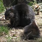 Eastern Fox Squirrel