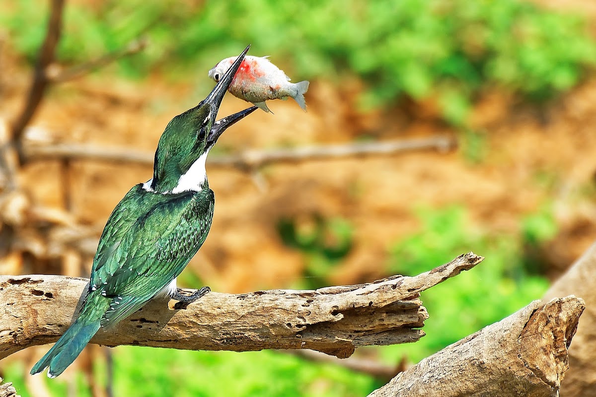 Martim-pescador-verde (Amazon Kingfisher)