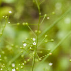 Seaside Brookweed