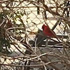 Cardinal