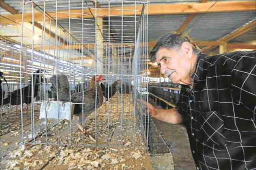 WATCH THE BIRDIE: Neale Underwood admires a hen at the EL Poultry Society exhibit hall Picture: ALAN EASON