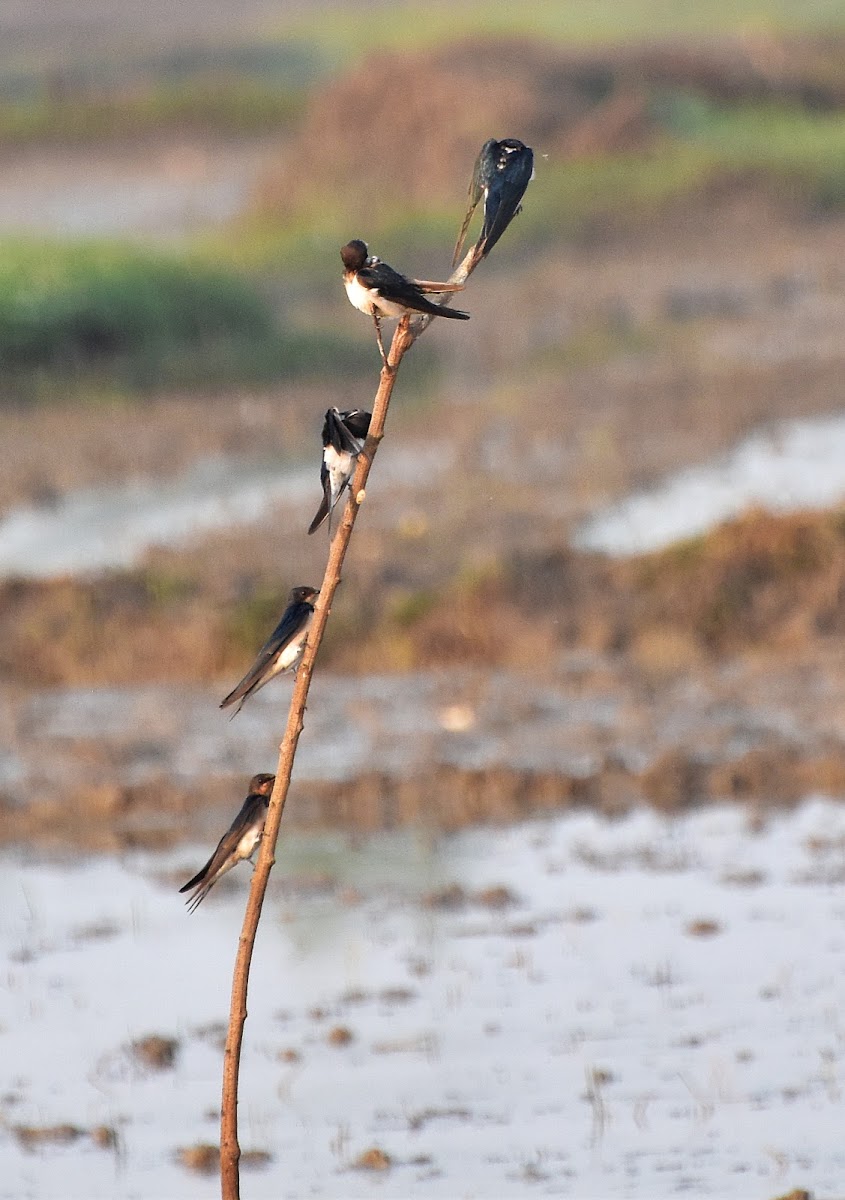 Barn swallow