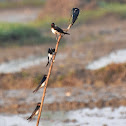 Barn swallow