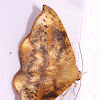 Dead Leaf Moth