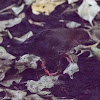 Red and White Crake