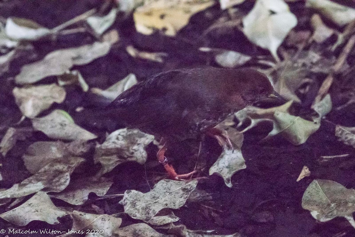 Red and White Crake