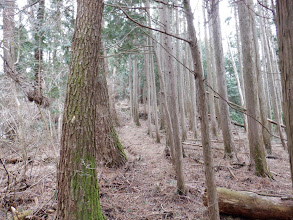 植林との間を進む