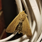 True armyworm moth