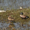 Blue-winged Teal