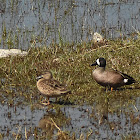 Blue-winged Teal