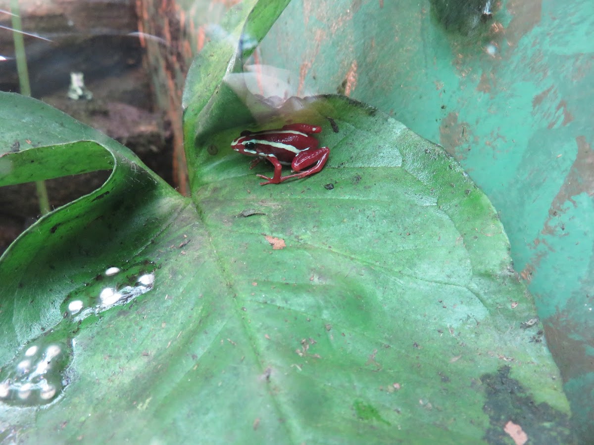 Frog with eggs