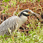 Yellow-crowned Night Heron