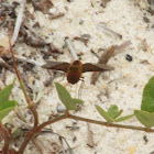 Bee Fly