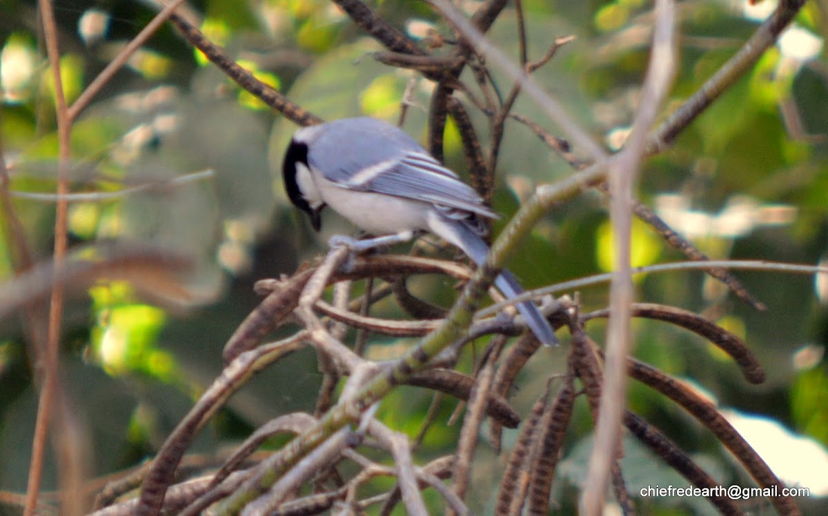 Cinereous tit