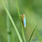 Green Leafhopper