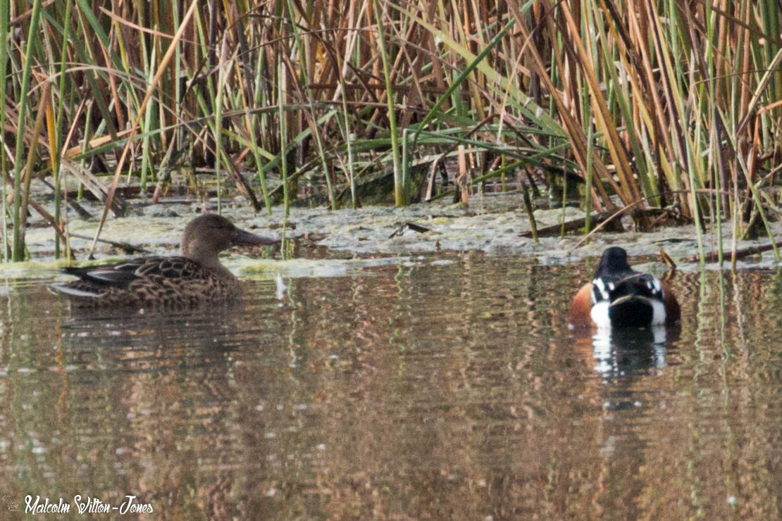 Shoveler; Pato Cuchara