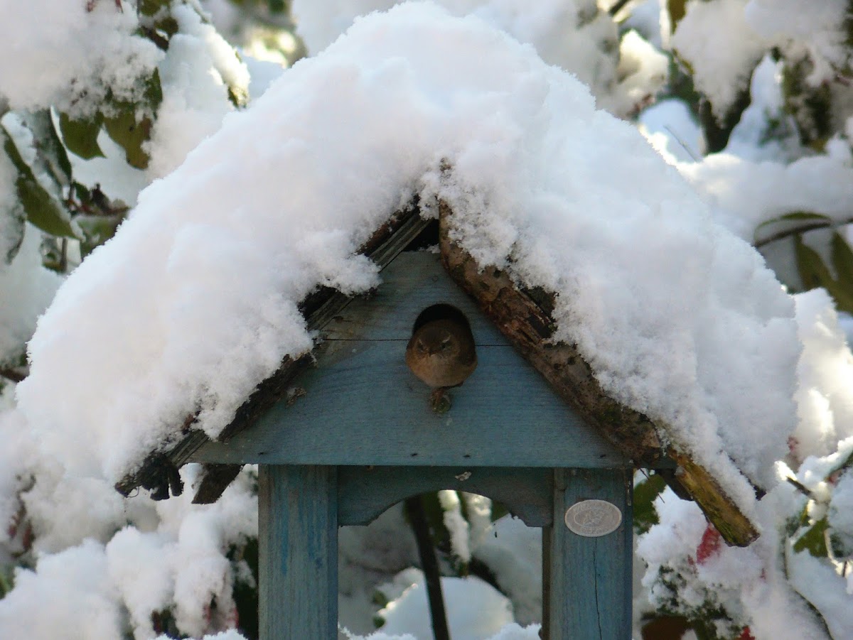 Wren