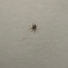 Wall Spider