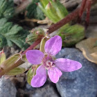 stork's bill, filaree