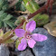 stork's bill, filaree