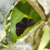 Metalmark