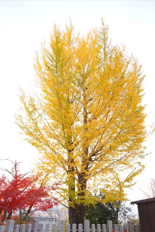 ヴォクシーの紅葉コラボ・紅葉と愛車・紅葉ドライブ・こんにゃくパークに関するカスタム事例の投稿画像6枚目