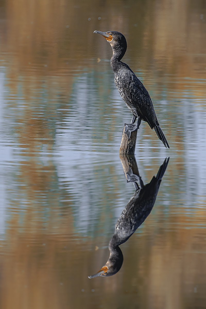 cormorano di vincenzo_spera